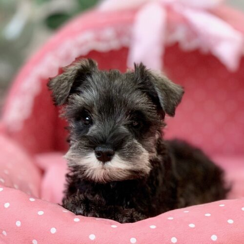 ミニチュアシュナウザー・心音・３ちゃん