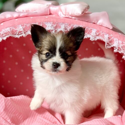 パピヨン・ブルー・１ちゃん