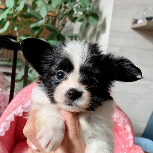 パピヨン・ブルー・２ちゃん