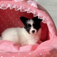 パピヨン・ブルー・２ちゃん