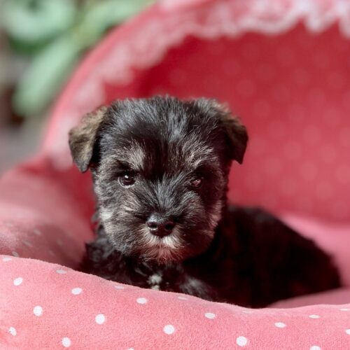 ミニチュアシュナウザー・グレイス・１君