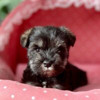 ミニチュアシュナウザー・グレイス・１君