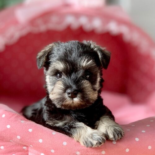 ミニチュアシュナウザー・グレイス・２ちゃん