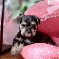 ミニチュアシュナウザー・グレイス・２ちゃん