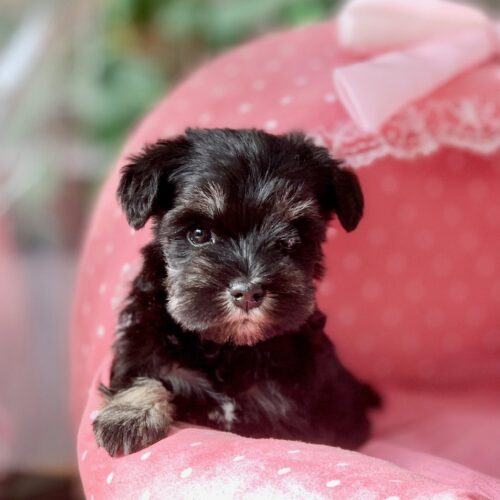 ミニチュアシュナウザー・グレイス・３ちゃん