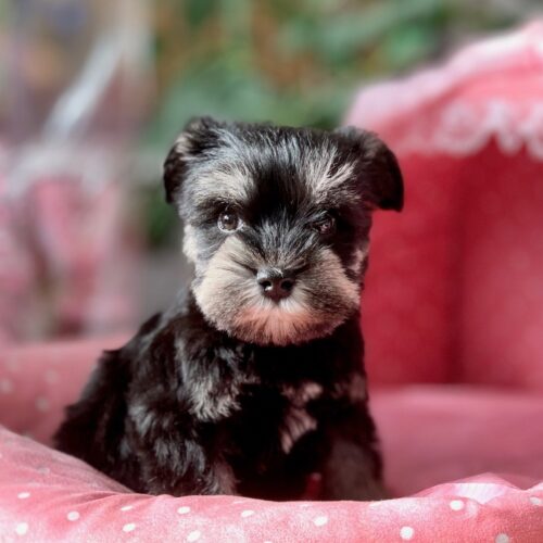 ミニチュアシュナウザー・らぶり・２ちゃん