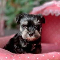 ミニチュアシュナウザー・らぶり・２ちゃん