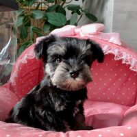 ミニチュアシュナウザー・らぶり・２ちゃん