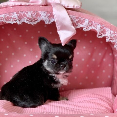 チワワ・まちこ・１ちゃん