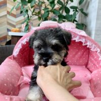 あいあい・１ちゃん