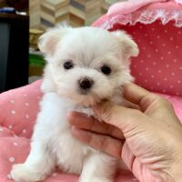 マルチーズ・うるん・２ちゃん