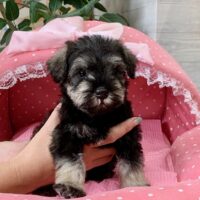 ミニチュアシュナウザー・みこと・２ちゃん