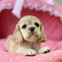アメリカンコッカー・セシル・１ちゃん
