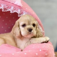 アメリカンコッカー・セシル・１ちゃん