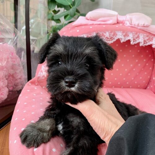 ミニチュアシュナウザー・ルナ・１ちゃん