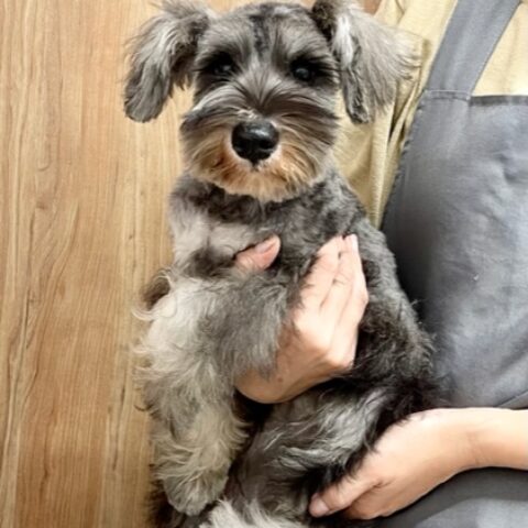 ミニチュアシュナウザー　　にこる・３ちゃん