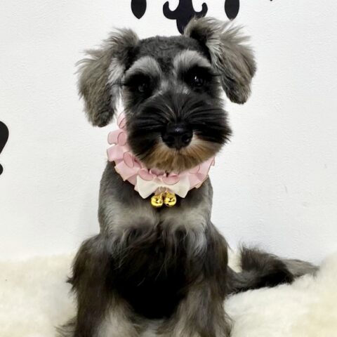 ミニチュアシュナウザー　　みこと・３ちゃん