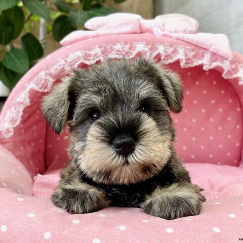 ミニチュアシュナウザー・　　あいあい・１ちゃん