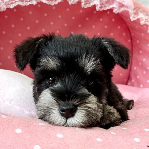 ミニチュアシュナウザー・　　かんのん・３ちゃん