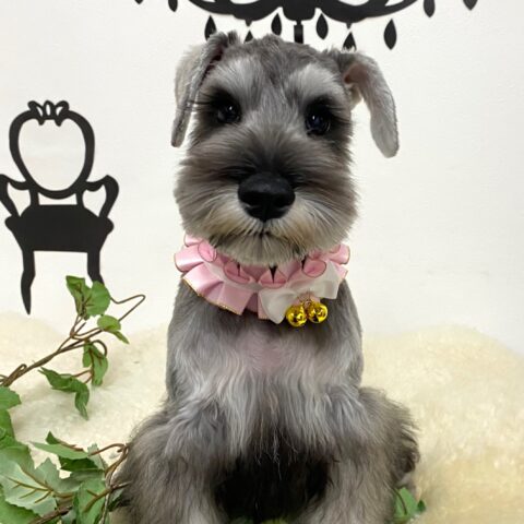 ミニチュアシュナウザー　まるみ・１君　