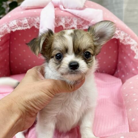 チワワ　ましろ・１ちゃん