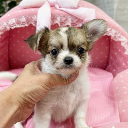 チワワ　ましろ・１ちゃん