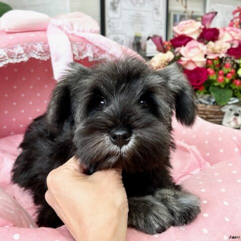 ミニチュアシュナウザー・　　かんのん・４ちゃん