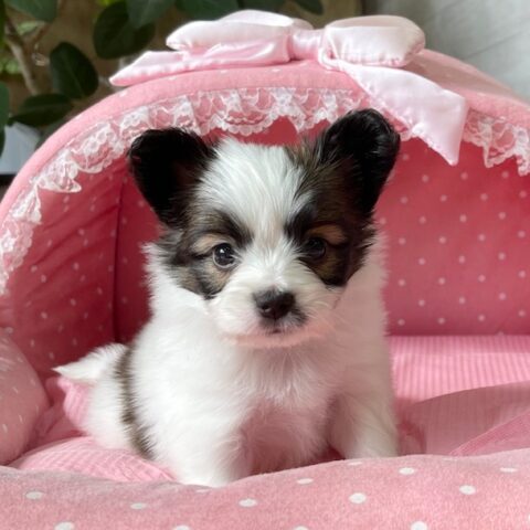 パピヨン　バンダナ・１君