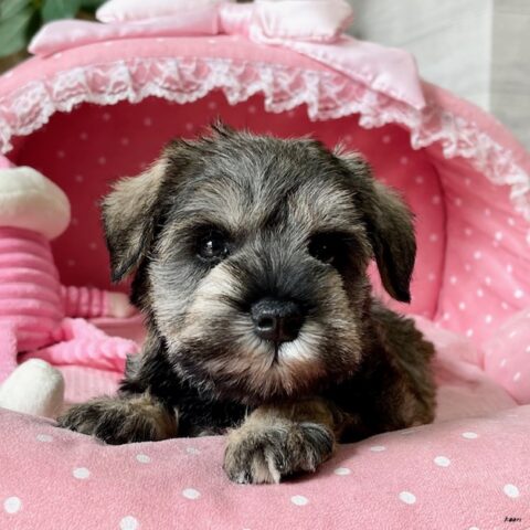 ミニチュアシュナウザー　かなえ・１ちゃん