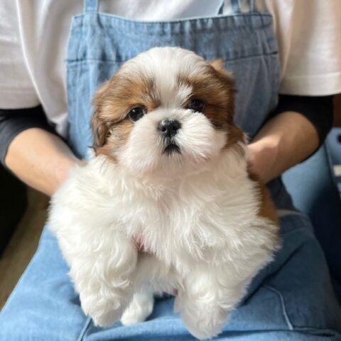 シーズー　チーズ・１ちゃん
