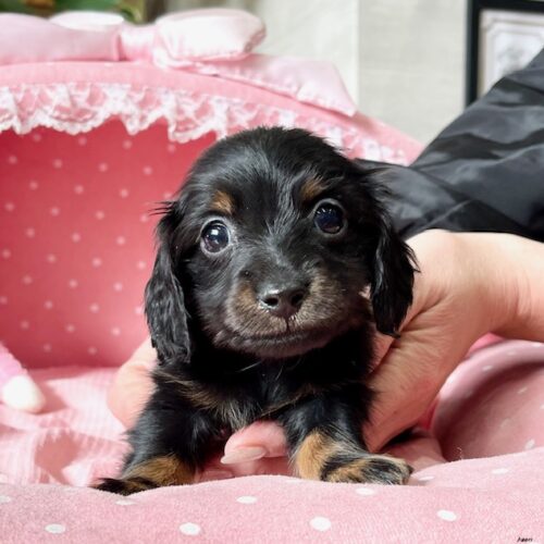 カニンヘンダックス・リール・１君