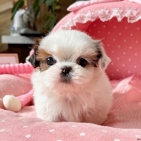 シーズー　チーズ・４ちゃん