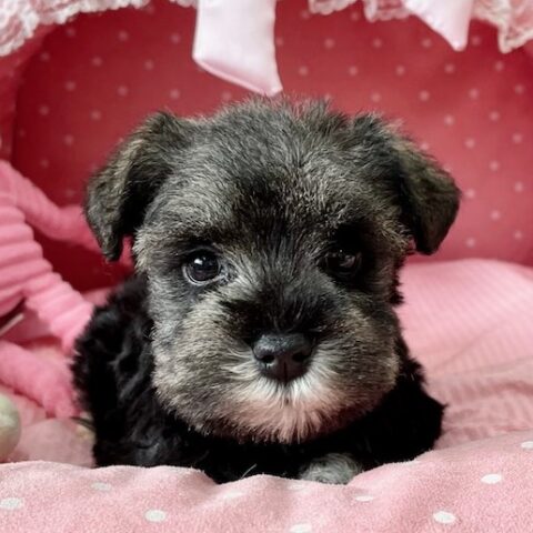 ミニチュアシュナウザー　ほなみ・５ちゃん