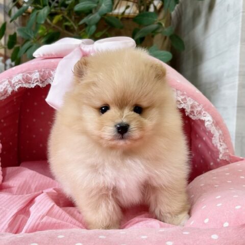 ポメラニアン　ちるちる・２ちゃん