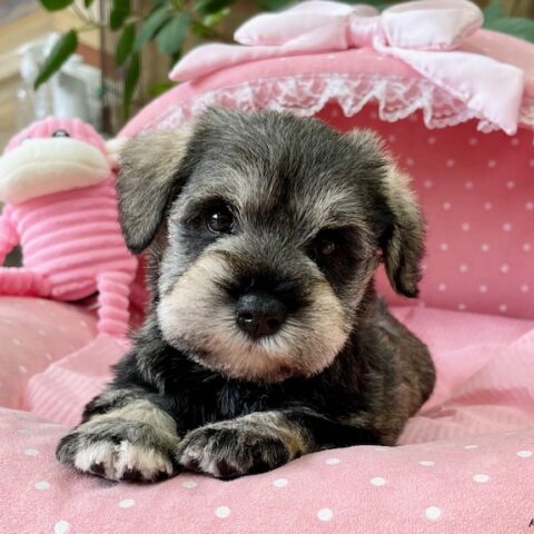 ミニチュアシュナウザー　たまえ・１君