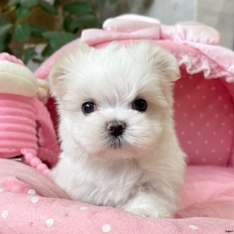 マルチーズ　聖・１君