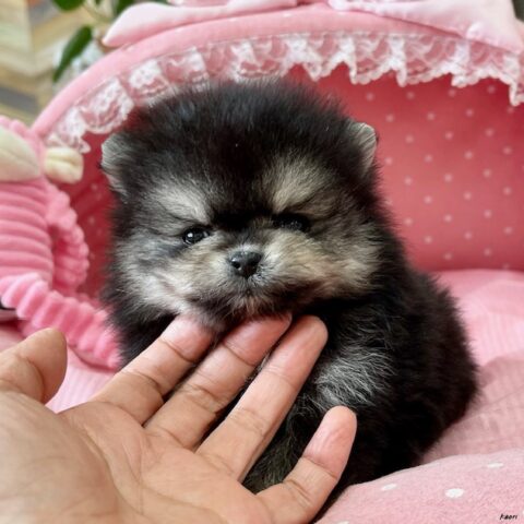 ポメラニアン　ココ・３君
