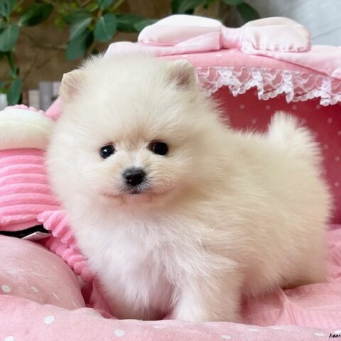 ポメラニアン　ココ・２君