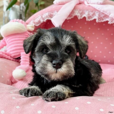 ミニチュアシュナウザー　かえで・１ちゃん