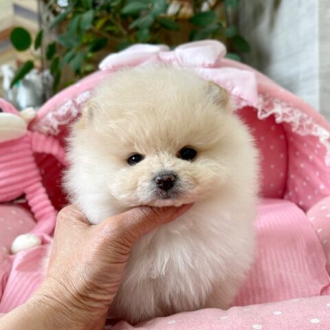 ポメラニアン　ちるちる・１ちゃん