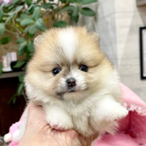 ポメラニアン　ぷりん・２ちゃん