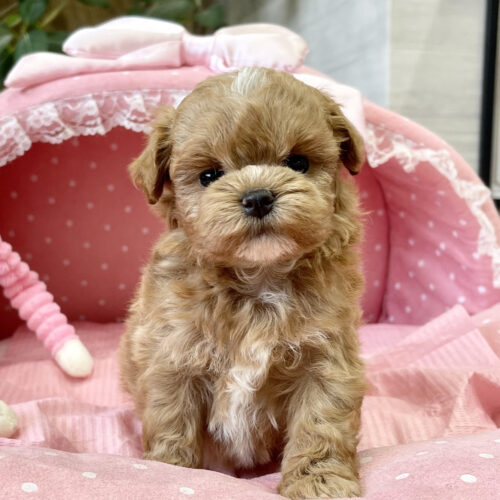 マルプー　ゆりあん・２ちゃん