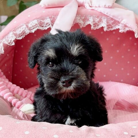 ミニチュアシュナウザー　つつじ・１ちゃん