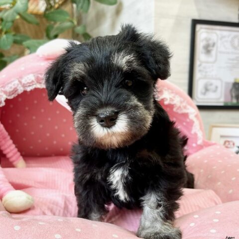 ミニチュアシュナウザー　にちか・１ちゃん