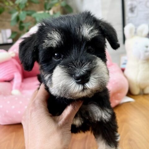 ミニチュアシュナウザー　マーチ・１ちゃん