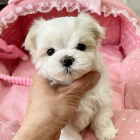 マルチーズ　聖・２ちゃん