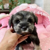 てんだー１－８