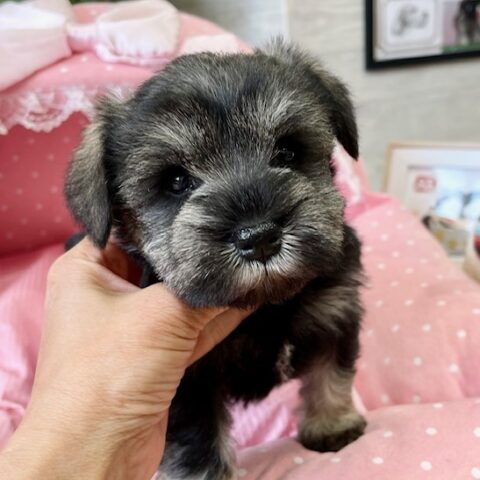ミニチュアシュナウザー　テンダー・１ちゃん