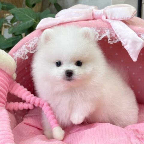 ポメラニアン　ぽむ・２君