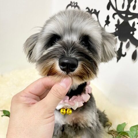ミニチュアシュナウザー　はるあ・２ちゃん